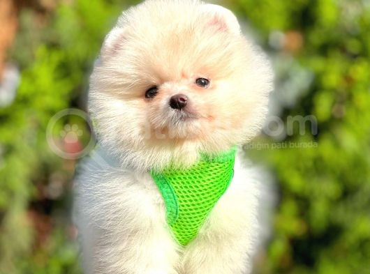 Safkan Teddy Bear Pomeranian Boo Yavrularımız görsel