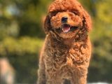 Safkan Toy Poodle Bebekler
