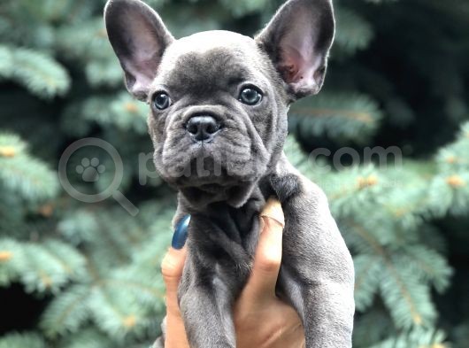 Blue görsel