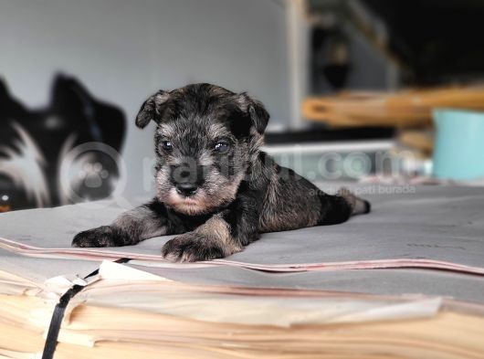 Minyatür Schnauzer Yavru(Bursa Köpek Okulu) görsel