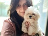Maltese Yavru (Bursa Köpek Okulu)