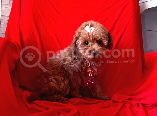 Orji̇nal Toy Poodle Yavrular görsel