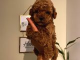 Pasaportlu Toypoodle Bebeklerimiz