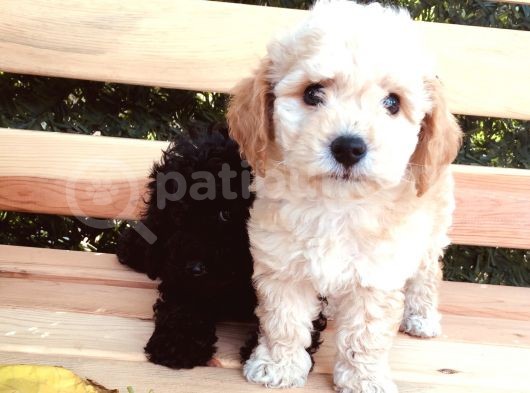 Safkan Toypoodle Irkgaranti̇li̇ görsel