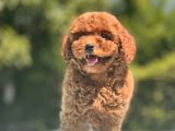 Safkan Toy Poodle Bebekler