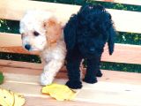 Safkan Toypoodle Irkgaranti̇li̇