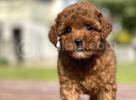 Show Kalite Mini Boy Orjinal Poodle Bebeklerimiz görsel