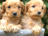 Orjinal Dizayn ırk Maltıpoo yavrular