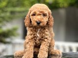 Red Toy Poodle Bebekler