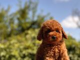 Red Safkan Toy Poodle Bebekler