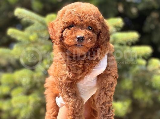 Safkan Toy Poodle Bebekler