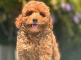 Safkan Toy Poodle Bebekler