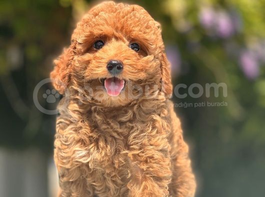 Safkan Toy Poodle Bebekler görsel