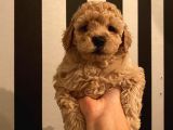 Red Brown Toypoodle Bebekler