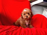 Orji̇nal Toy Poodle Yavrular
