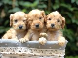 Tr en Özel Maltıpoo Yavruları