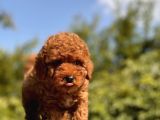 Red Safkan Toy Poodle Bebekler