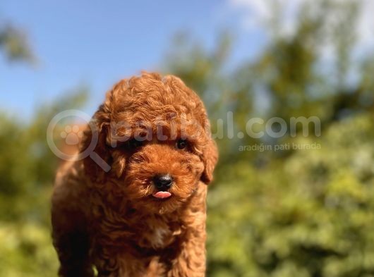 Red Safkan Toy Poodle Bebekler görsel