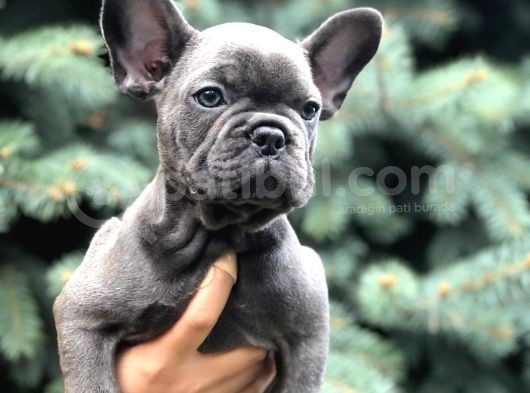 Blue görsel