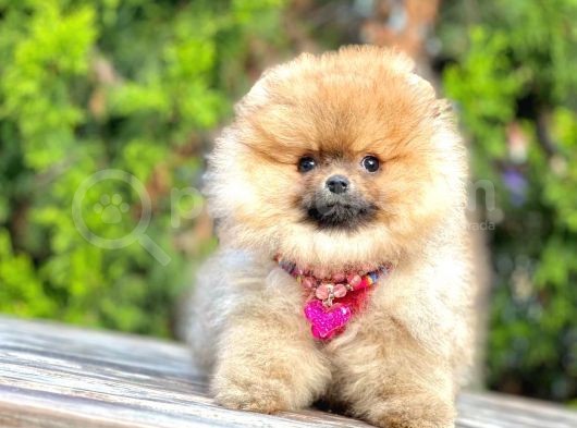 Safkan Teddy Bear Pomeranian Boo Yavrularımız görsel