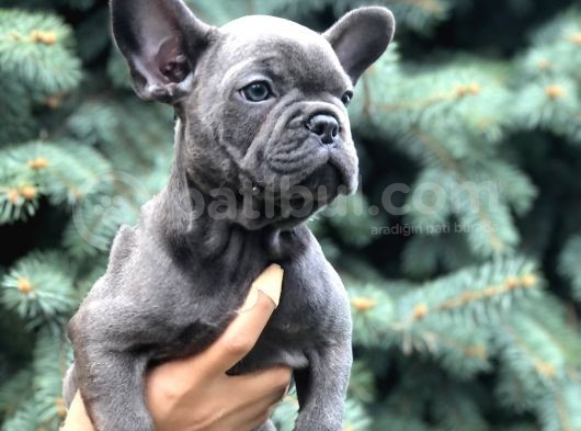 Blue görsel