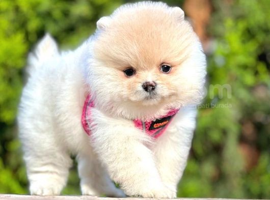 Safkan Teddy Bear Pomeranian Boo Yavrularımız görsel