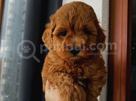 Red Brown Toypoodle Bebekler görsel