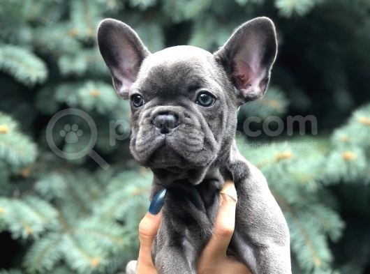 Blue görsel