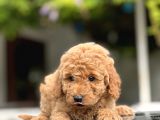Sevi̇mli̇ Toy Poodle Bebekler