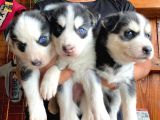 Husky Si̇bi̇rya Kurdu Bebekler Irk Garanti̇li̇