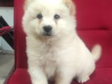 Çi̇n Aslani Chow Chow Irk Garanti̇li̇