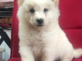 Çi̇n Aslani Chow Chow Irk Garanti̇li̇