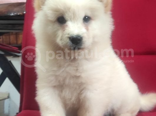 Çi̇n Aslani Chow Chow Irk Garanti̇li̇ görsel