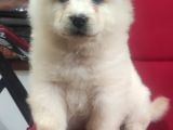Çi̇n Aslani Chow Chow Irk Garanti̇li̇