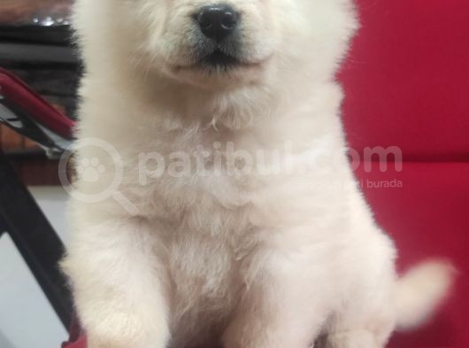 Çi̇n Aslani Chow Chow Irk Garanti̇li̇ görsel