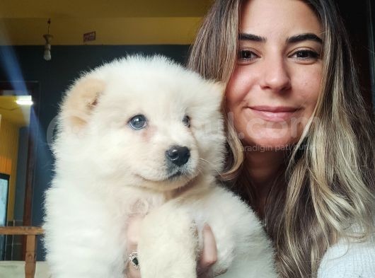 Çi̇n Aslani Chow Chow Irk Garanti̇li̇