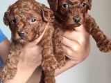 A Scr Li̇ Toy Poodle A Kali̇te Bebekler