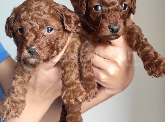 A Scr Li̇ Toy Poodle A Kali̇te Bebekler görsel
