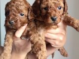 A Scr Li̇ Toy Poodle A Kali̇te Bebekler