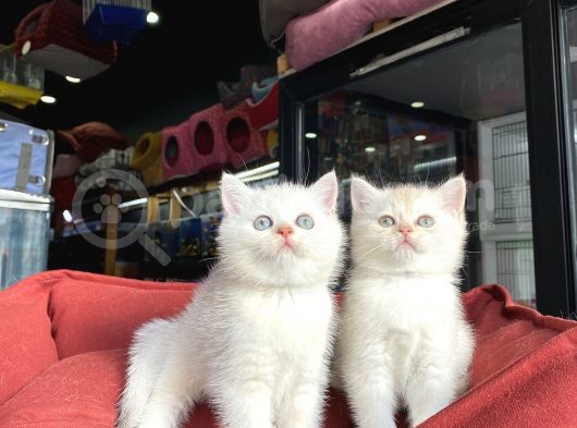 Mükemmel Kali̇te British Shorthair Yavrularimiz görsel
