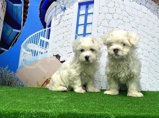 Maltese Terri̇er Yavrusu görsel