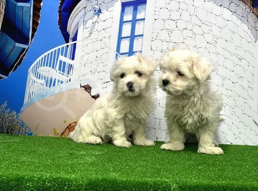 Maltese Terri̇er Yavrusu görsel