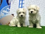 Maltese Terri̇er Yavrusu