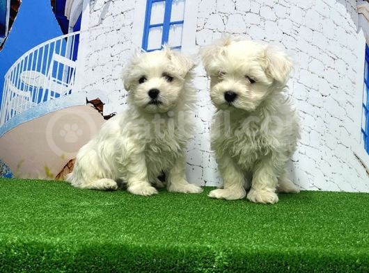 Maltese Terri̇er Yavrusu görsel