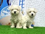 Maltese Terri̇er Yavrusu