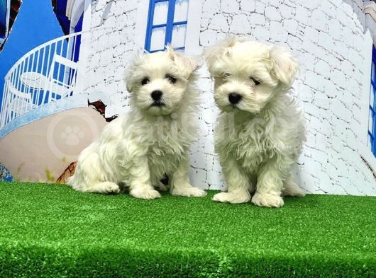 Maltese Terri̇er Yavrusu