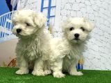 Maltese Terri̇er Yavrusu