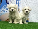 Maltese Terri̇er Yavrusu