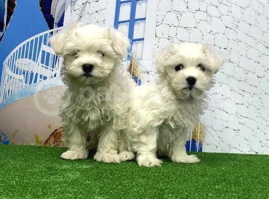Maltese Terri̇er Yavrusu görsel