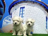 Maltese Terri̇er Yavrusu